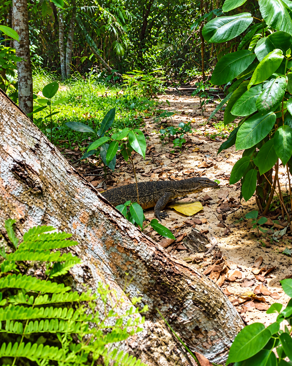 Monitor lizard in the tropical forest surrounding Mari Mari Lodge on Mantanani Island, Sabah, Malaysian Borneo.