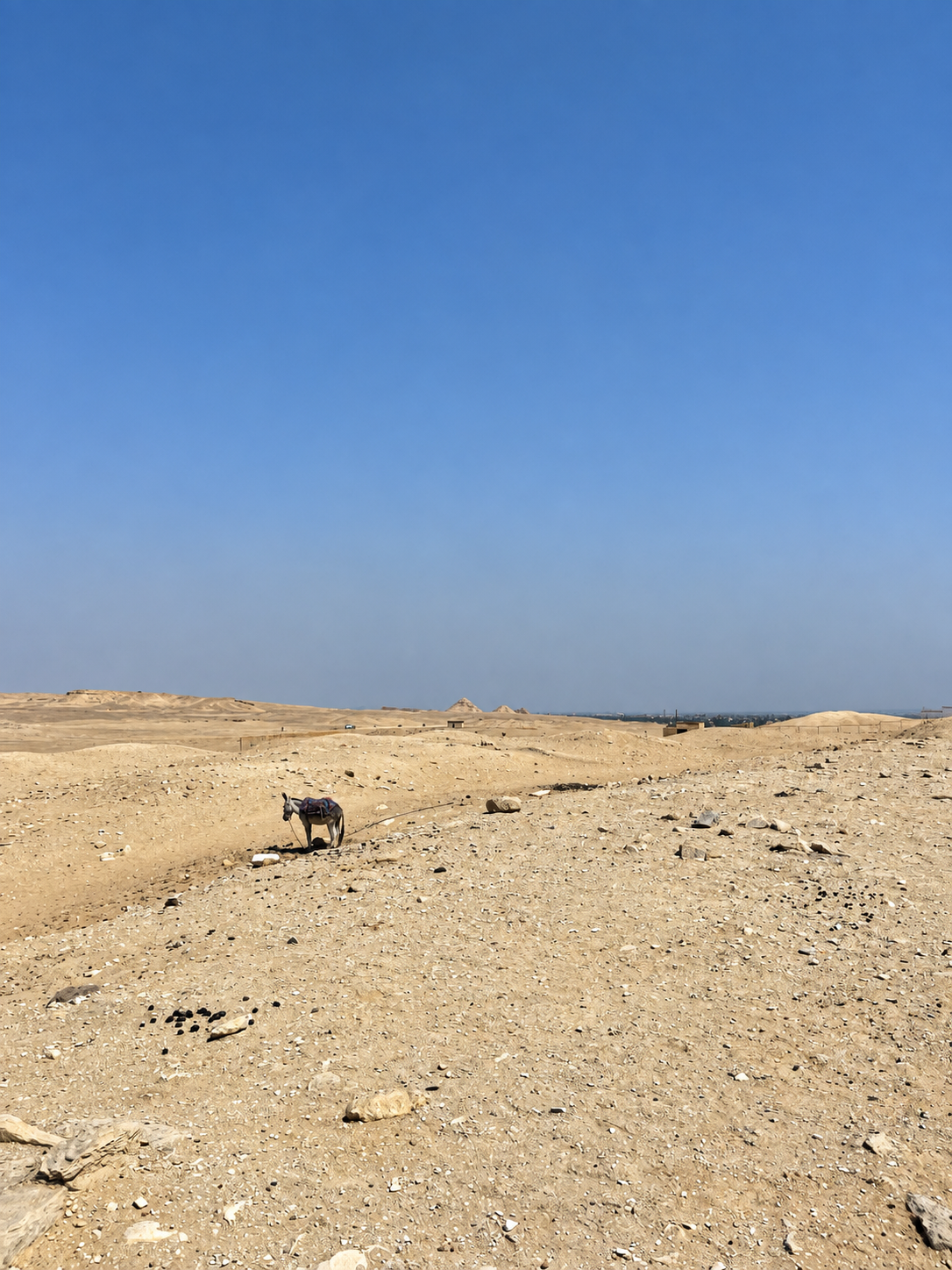 Donkey in Saqqara Desert Landscape A lone donkey on the expansive desert landscape of Saqqara, Egypt, under a clear blue sky.